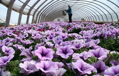 我国花卉种植面积突破90万公顷 年销售额862亿元