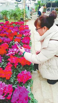 花卉市场春意浓