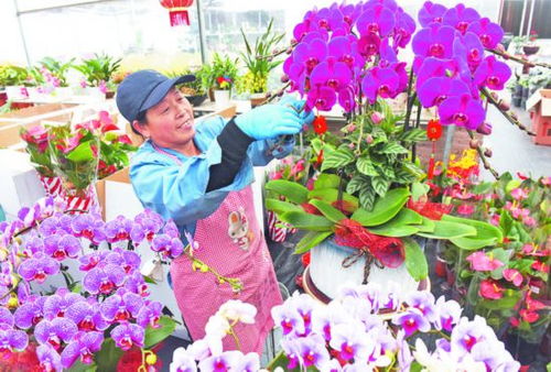 备足货源迎接花卉销售高峰