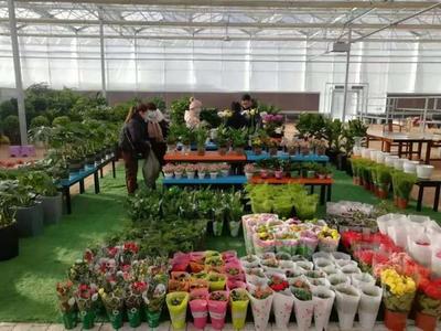 赤峰又一花卉市场开门纳客,快看看在哪里?