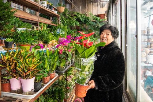 临近元旦 德州大批花卉上市热销 价格和去年差不多