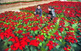 榆中县1000亩温棚花卉开始陆续上市销售