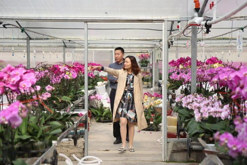 金湾买年花的速看 平靓正 这里有上百个品种蝴蝶兰任选