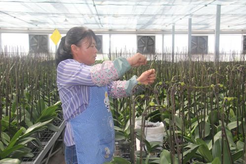 宁夏宏茂鲜花大仓正式开业,花香洋溢品类众多,快来看看吧