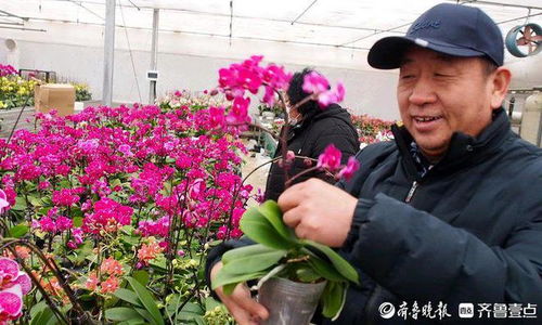 春节临近,济南鲜花港蝴蝶兰 红掌等年宵花卉销售火爆